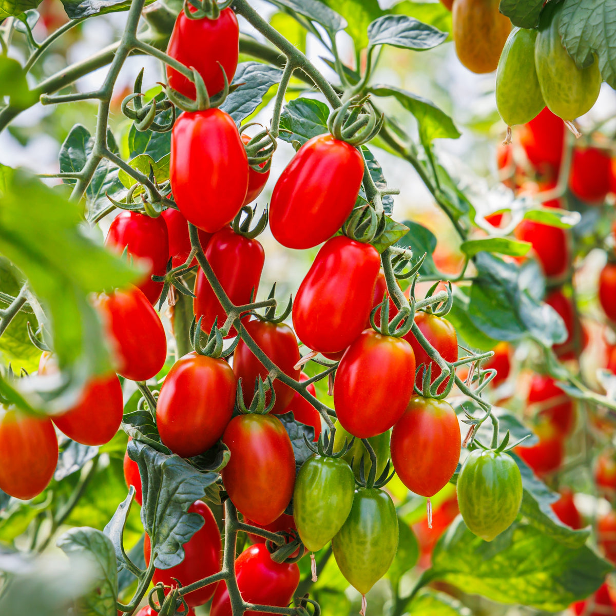 Italian Tomato Mariana F1