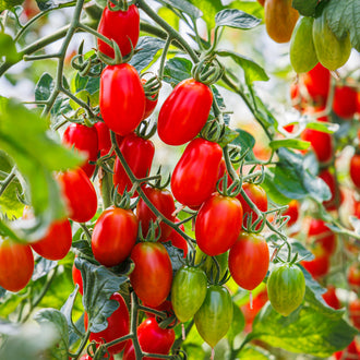 Photo de Tomate Italienne Mariana F1. La couleur caractéristique est : rouge. Le visuel permet d'observer les contours, les teintes et la disposition des éléments présentés. Les détails de forme et les contrastes donnent un aperçu de l'apparence de cette plante ou de sa récolte. Cette photographie accompagne la variété nommée afin de l'identifier dans la sélection de semences.
