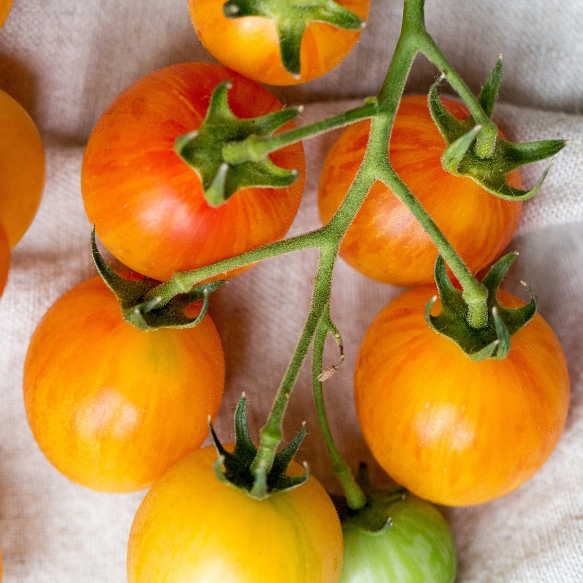 Photo de Tomate Italienne Sunrise Sauce F1. La tomate italienne 'Sunrise Sauce' F1 produit des fruits orange, charnus et faciles à peler, particulièrement intéressants pour les sauces maison. La couleur caractéristique est : orange. Le visuel permet d'observer les contours, les teintes et la disposition des éléments présentés. Les détails de forme et les contrastes donnent un aperçu de l'apparence de cette plante ou de sa récolte.