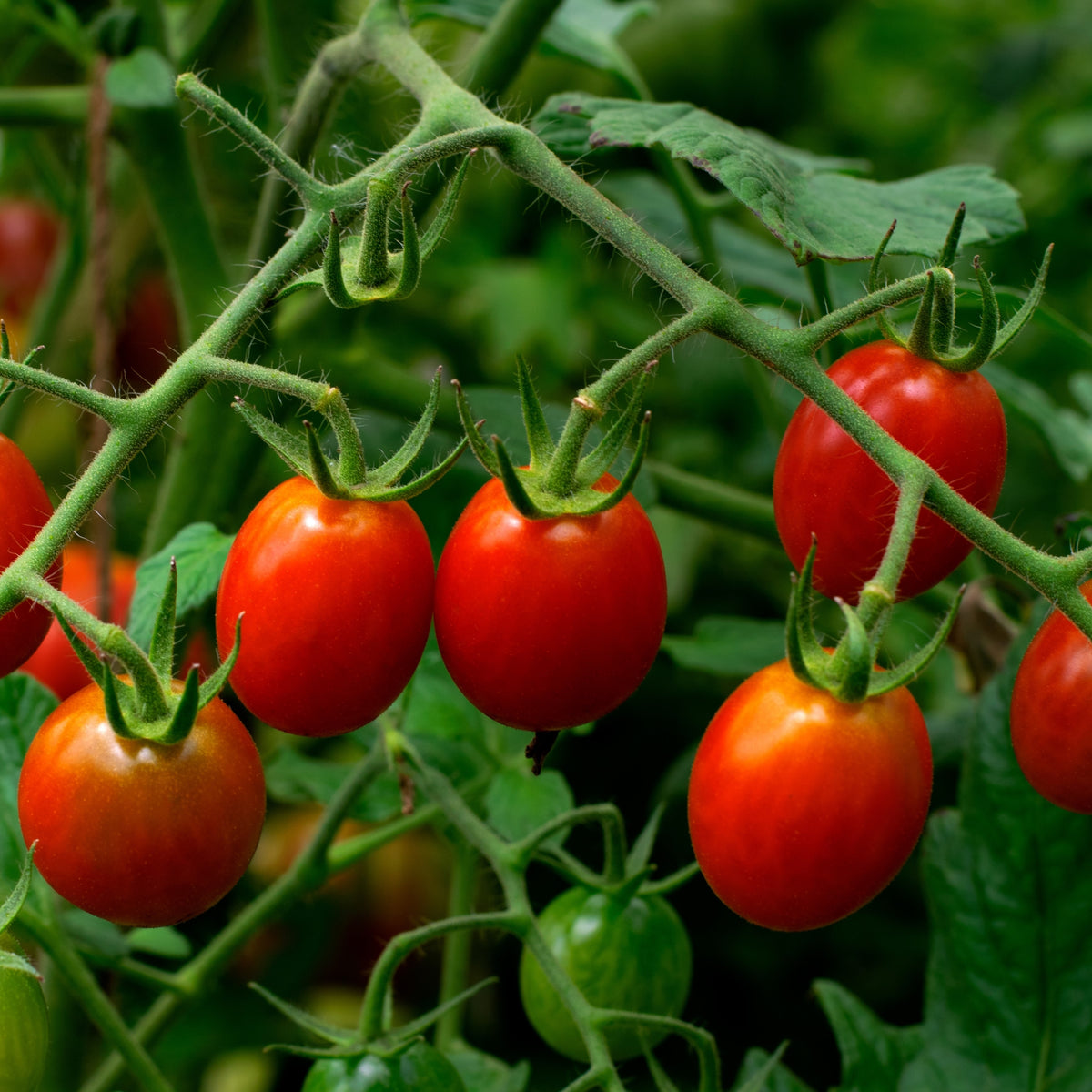 Tomato Juliet F1