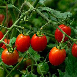 Tomato Juliet F1