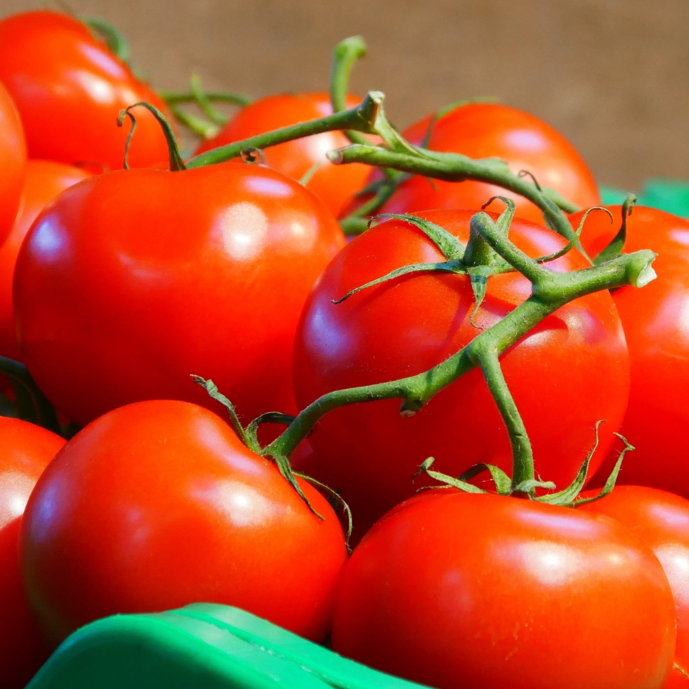 Organic Marmande Tomato