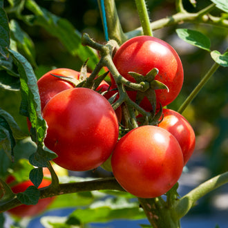 Photo de Tomate Mega Fantastique F1. La couleur caractéristique est : rouge. Le visuel permet d'observer les contours, les teintes et la disposition des éléments présentés. Les détails de forme et les contrastes donnent un aperçu de l'apparence de cette plante ou de sa récolte. Cette photographie accompagne la variété nommée afin de l'identifier dans la sélection de semences.