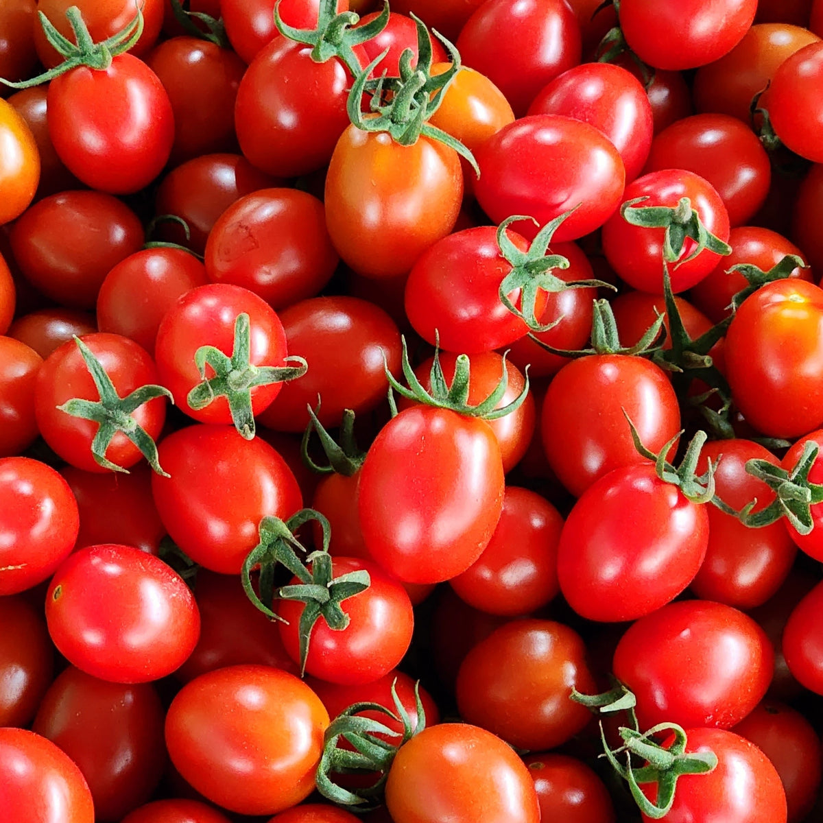 Photo de Tomate Navidad II F1. La couleur caractéristique est : rouge. Le visuel permet d'observer les contours, les teintes et la disposition des éléments présentés. Les détails de forme et les contrastes donnent un aperçu de l'apparence de cette plante ou de sa récolte. Cette photographie accompagne la variété nommée afin de l'identifier dans la sélection de semences.