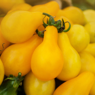 Visuel principal associé à Tomate cerise 'Yellow Pear', semences offertes par Cutleaf Seed. Cette image accompagne la fiche pour relier clairement le produit à son emballage ou à la culture présentée. Elle complète les renseignements de semis, de culture et de récolte, sans remplacer les indications propres au lot ni les conseils détaillés figurant sur le sachet.