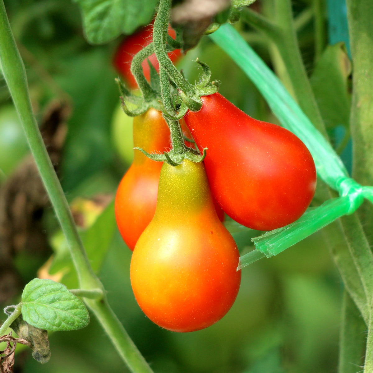 Photo de Tomate Poire Rouge. La couleur caractéristique est : rouge. Le visuel permet d’observer les contours, les teintes et la disposition des éléments présentés. Les détails de forme et les contrastes donnent un aperçu de l’apparence de cette plante ou de sa récolte. Cette photographie accompagne la variété nommée afin de l’identifier dans la sélection de semences.