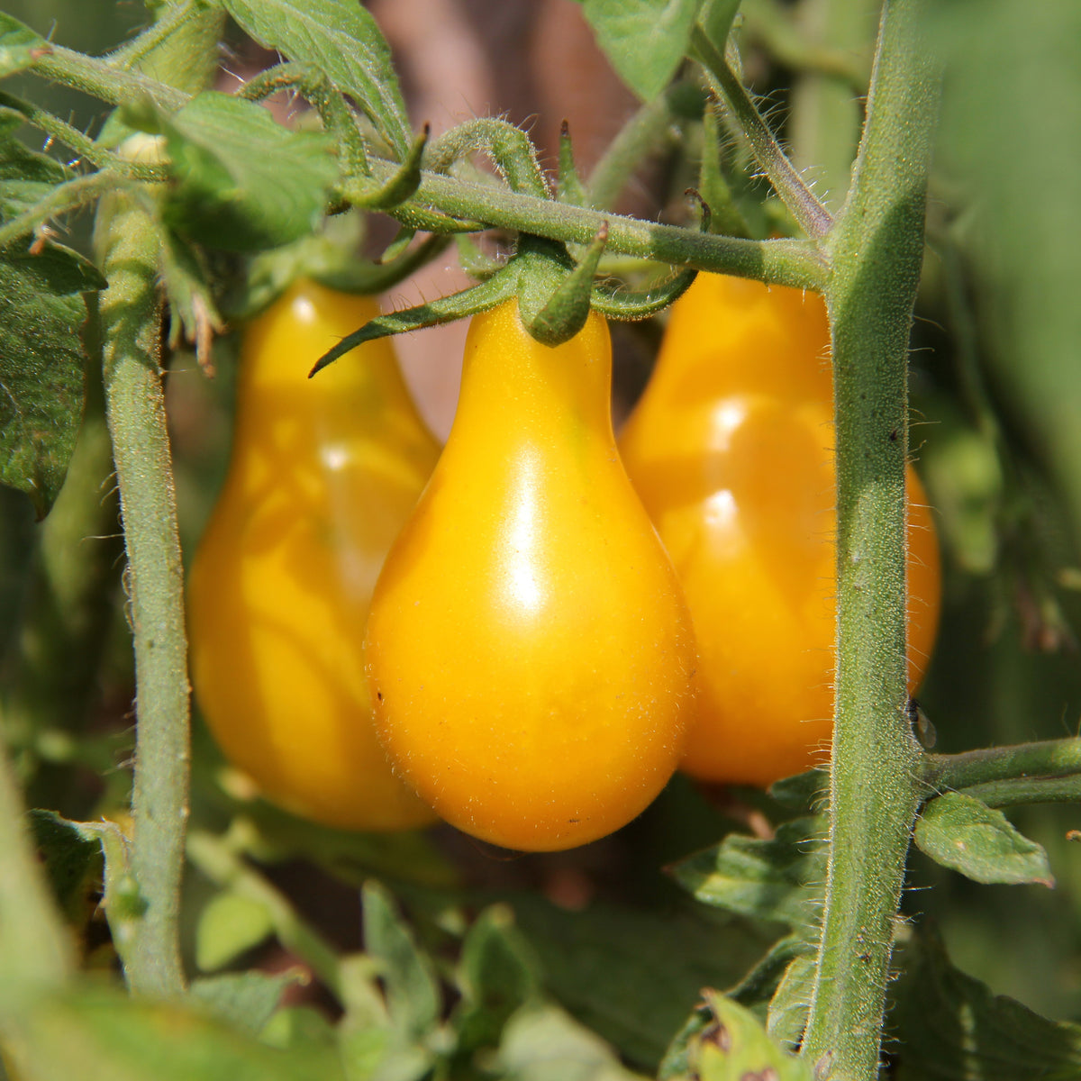 Photo de Tomate Poire Jaune. La tomate Poire Jaune se distingue par ses fruits jaune orangé en forme de poire, très sucrés et savoureux. La couleur caractéristique est : jaune. Le visuel permet d’observer les contours, les teintes et la disposition des éléments présentés. Les détails de forme et les contrastes donnent un aperçu de l’apparence de cette plante ou de sa récolte.