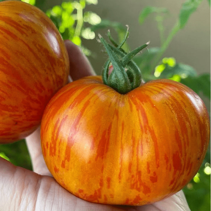 Tomate 'Red Zebra' bio