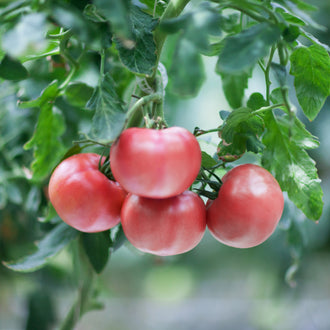 Visuel principal associé à Tomate 'Rose de Berne', semences offertes par Cutleaf Seed. Cette image accompagne la fiche pour relier clairement le produit à son emballage ou à la culture présentée. Elle complète les renseignements de semis, de culture et de récolte, sans remplacer les indications propres au lot ni les conseils détaillés figurant sur le sachet.
