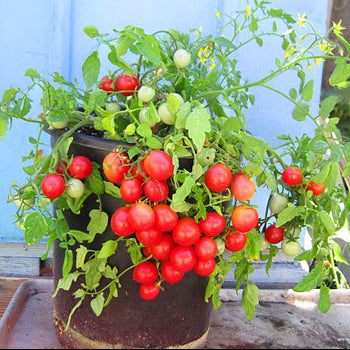 Organic 'Whippersnapper' Tomato
