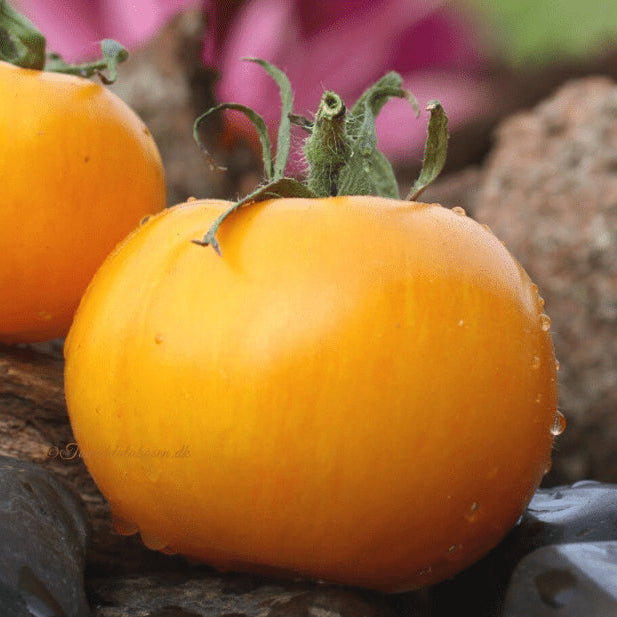 Organic 'AAA Sweet Solano' Tomato