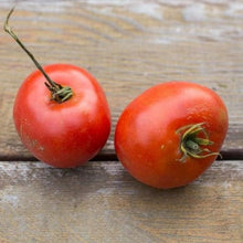 Organic 'Alacrity' Tomato