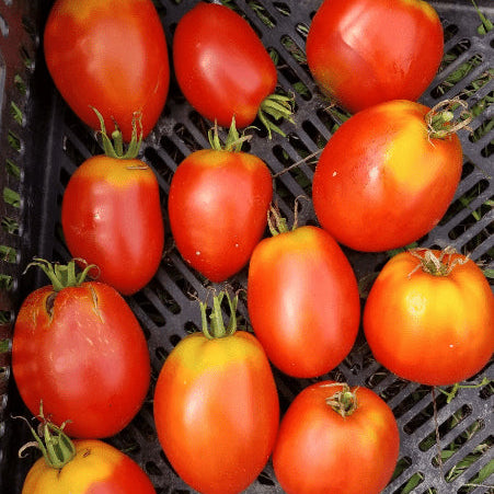 Tomate 'Amish Paste' bio