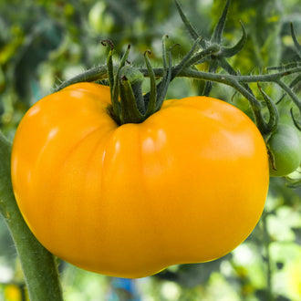 Visuel principal associé à Tomate 'Anawine', semences offertes par Cutleaf Seed. Cette image accompagne la fiche pour relier clairement le produit à son emballage ou à la culture présentée. Elle complète les renseignements de semis, de culture et de récolte, sans remplacer les indications propres au lot ni les conseils détaillés figurant sur le sachet.