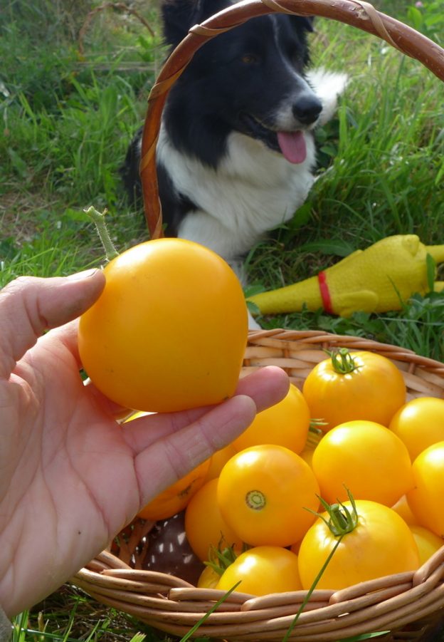 'Anna Banana Russian' Tomato