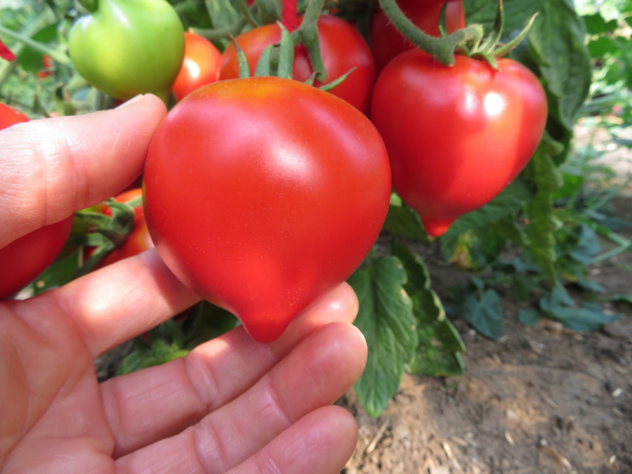 'Anna's Multiflora' Tomato