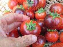 'Antho Striped' Tomato