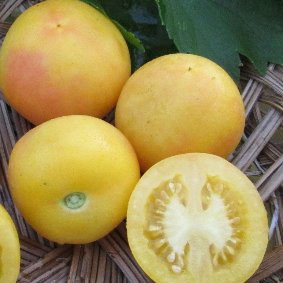 Organic 'Apricot' Tomato