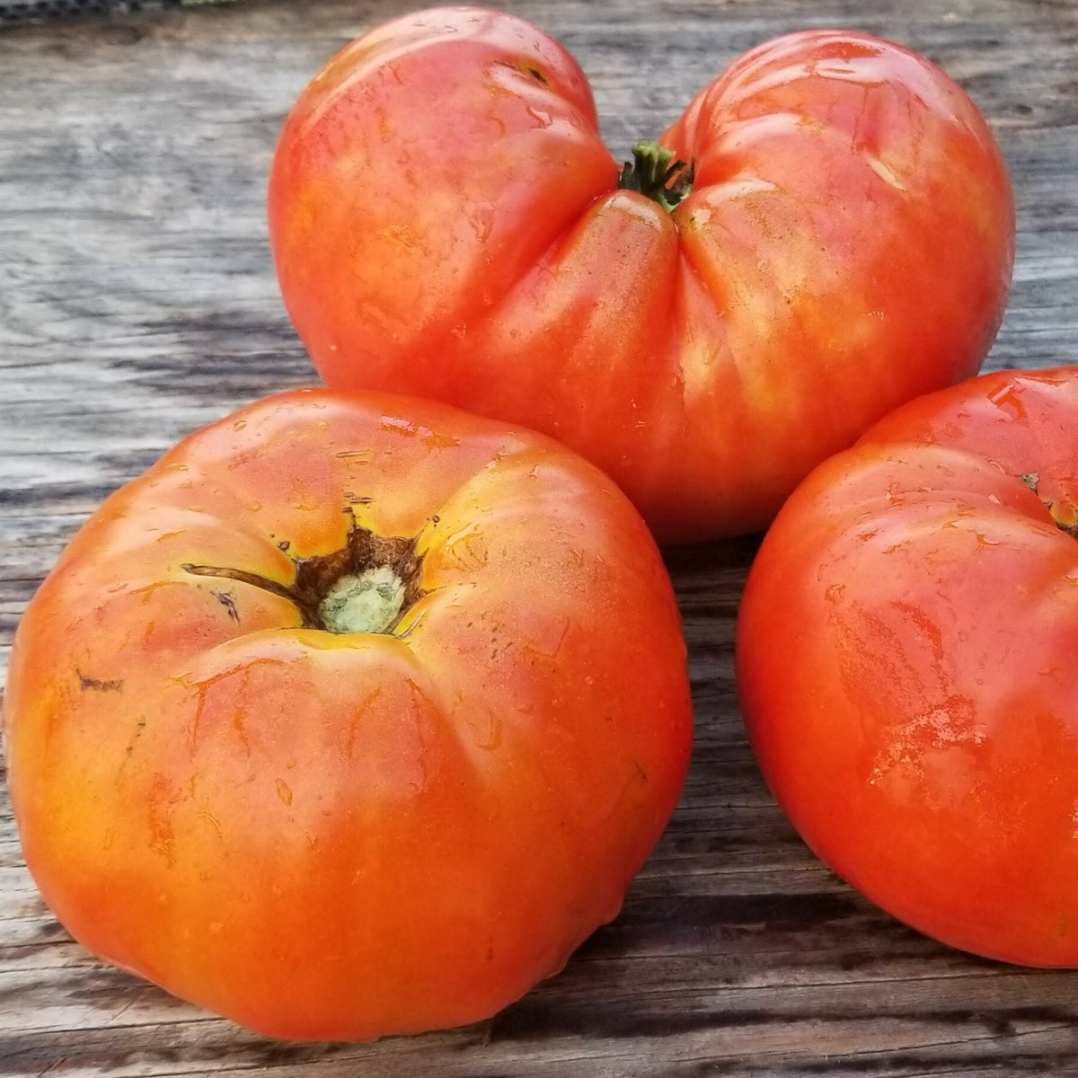 Organic 'Aussie' Tomato