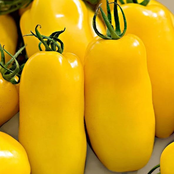 Organic 'Banana Leg' Tomato