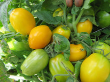 'Banana Toe' Tomato