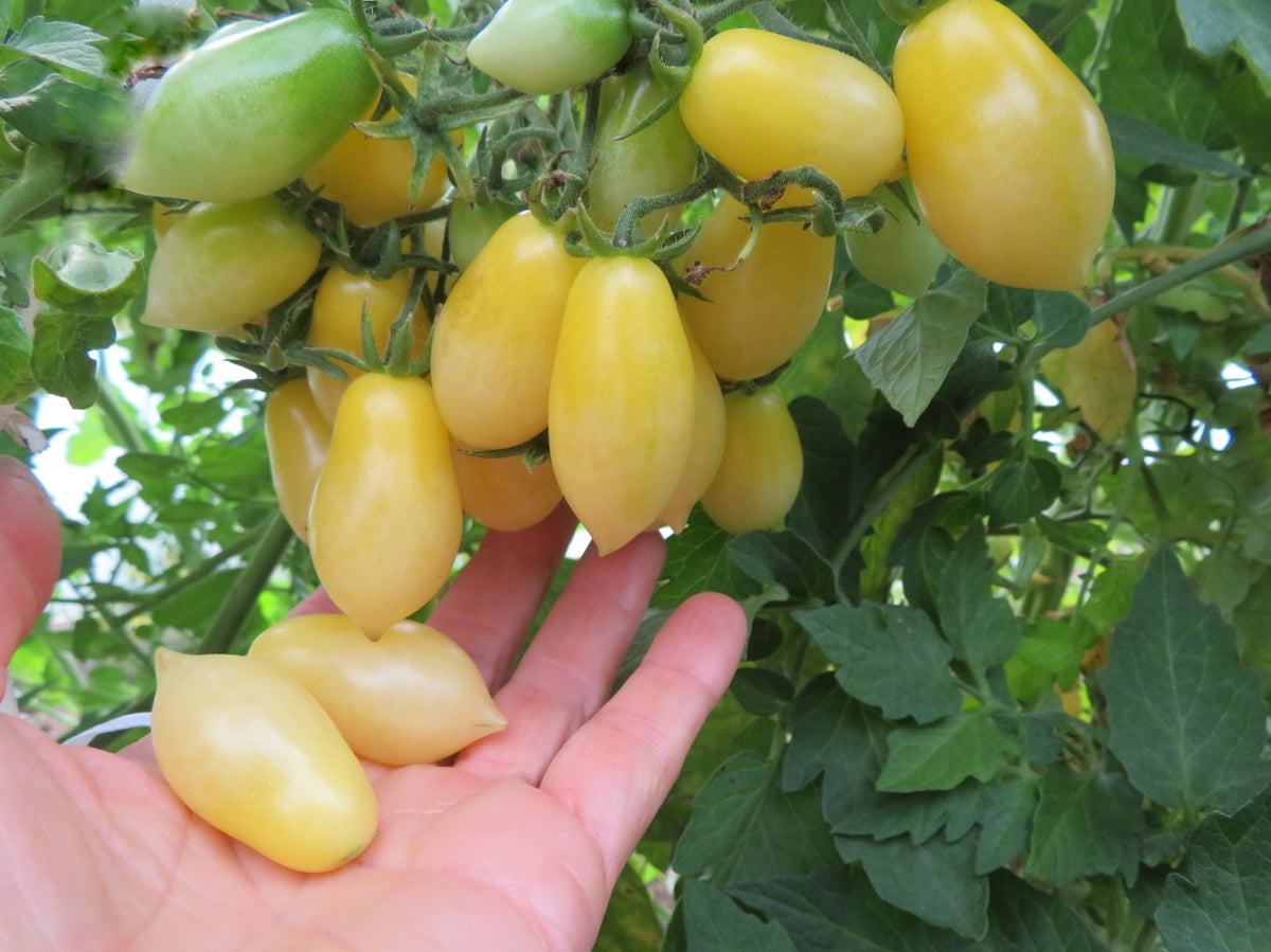 'Barry's Crazy Cherry' Tomato