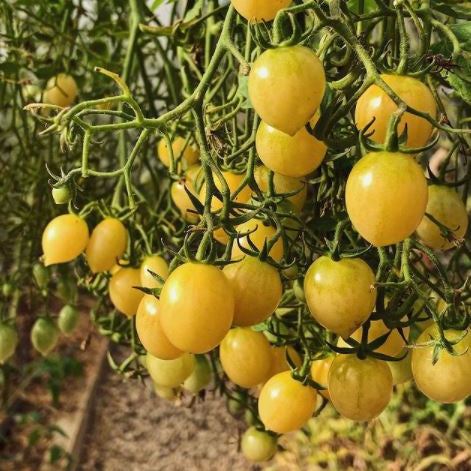 Organic 'Barry's Crazy Cherry' tomato