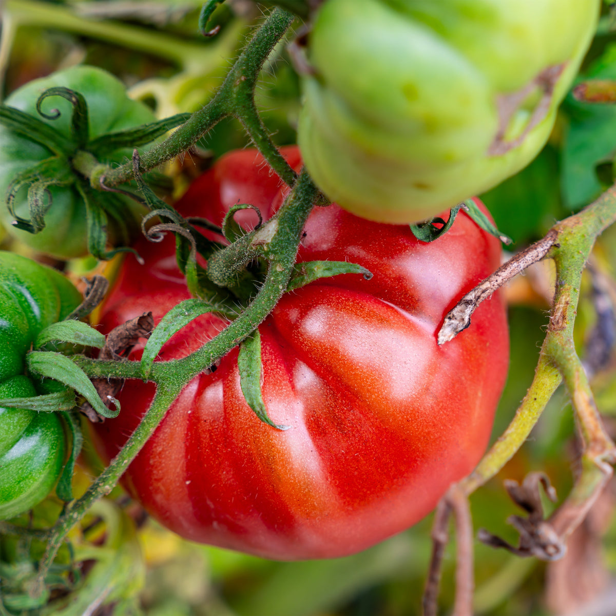 Tomate 'Beefsteak'