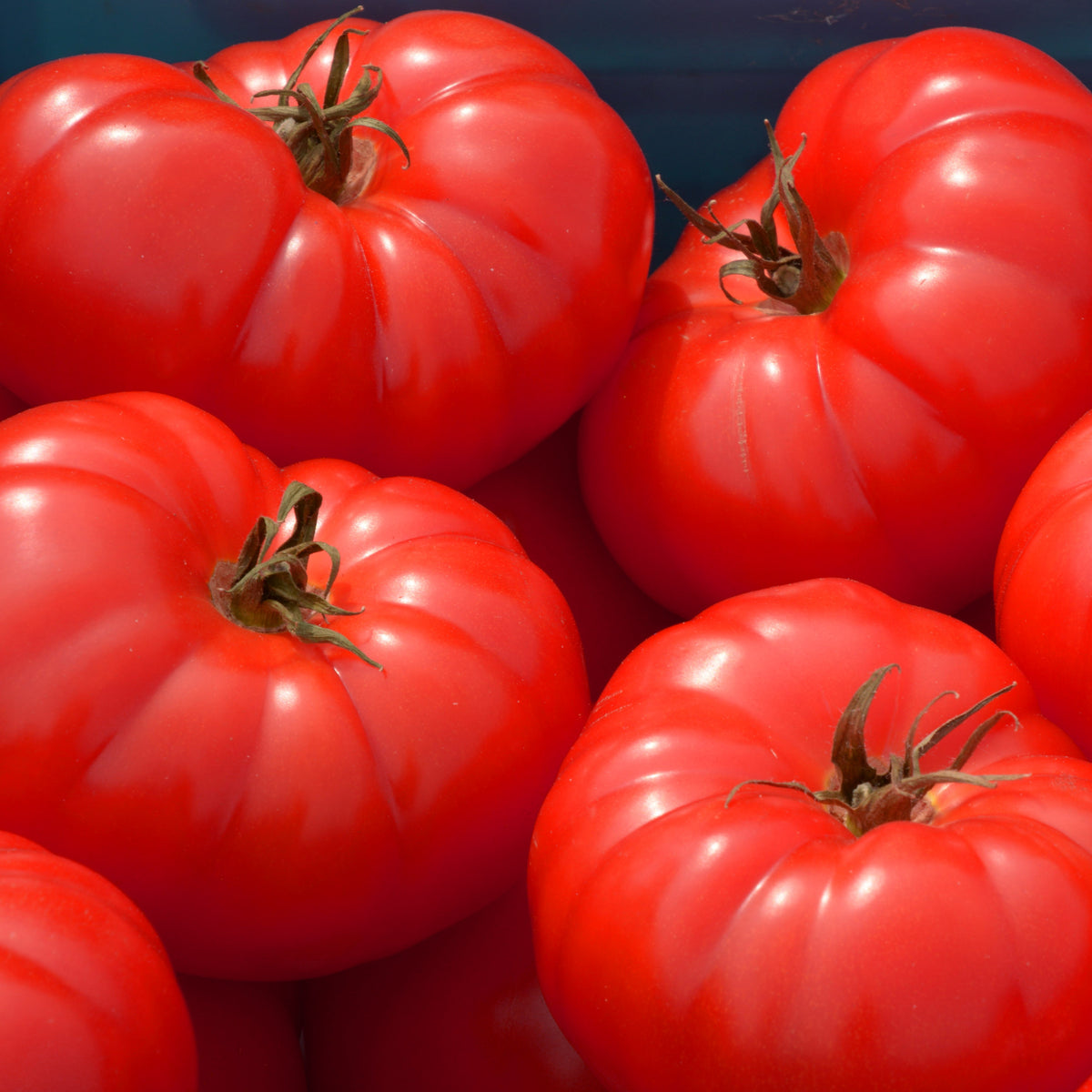 Organic ‘Beefsteak’ tomato (Solanum lycopersicum ‘Beefsteak’)