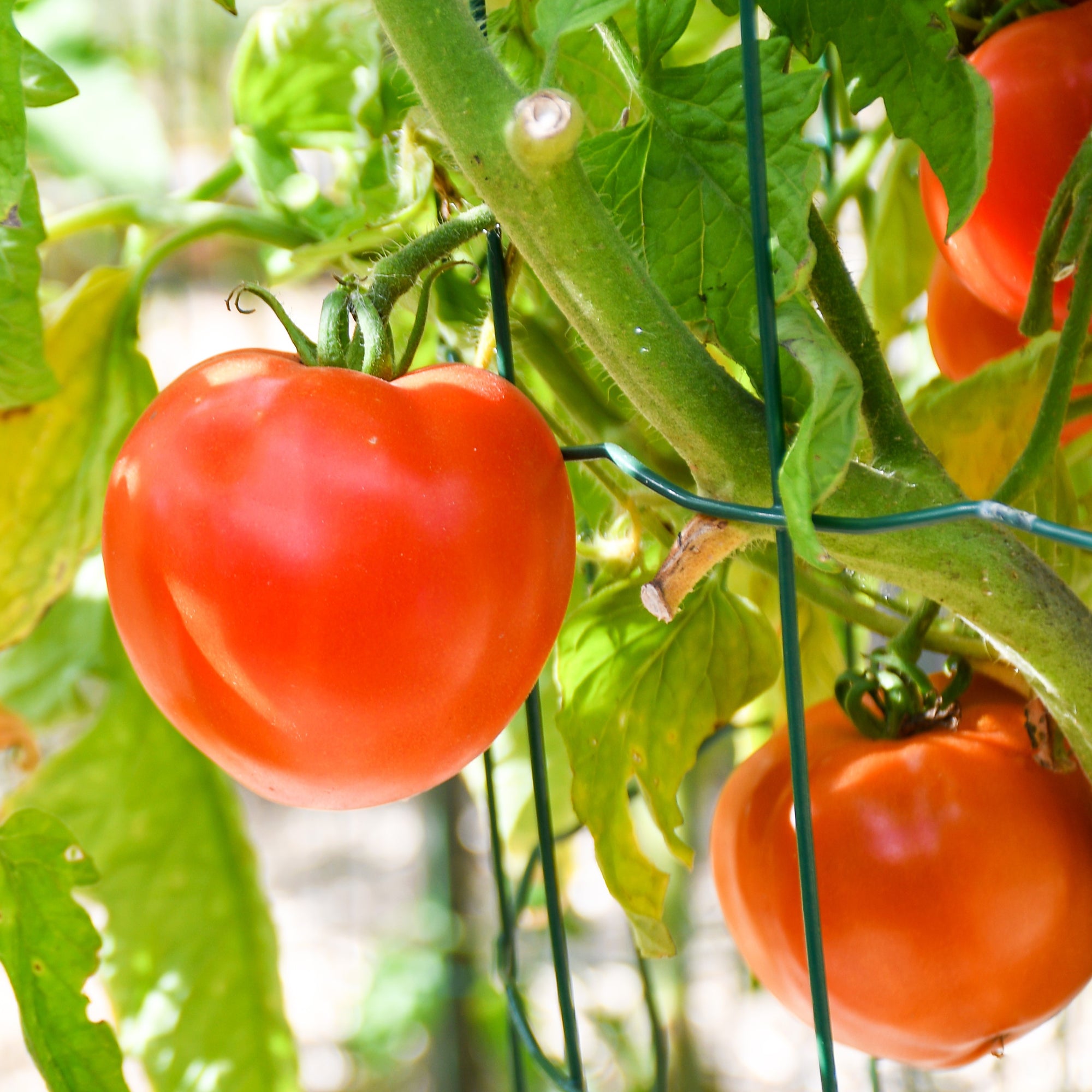 Photo de Tomate ‘Beefsteak’ bio. La couleur caractéristique est : rouge. Le visuel permet d’observer les contours, les teintes et la disposition des éléments présentés. Les détails de forme et les contrastes donnent un aperçu de l’apparence de cette plante ou de sa récolte. Cette photographie accompagne la variété nommée afin de l’identifier dans la sélection de semences.