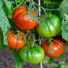 Tomate 'Beefsteak' bio