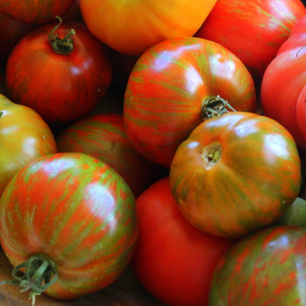 Product image for organic Beefy Purple tomato seeds showing a large beefsteak fruit with a mahogany background, green stripes, and pronounced purple flesh. The image lists approximately 15 seeds, maturity around 75 days after transplanting, sowing 1 cm deep, and spacing plants 60 cm apart. Determinate plants reach approximately 90 cm, while basil, chives, and parsley are illustrated as possible companion plants in a diversified vegetable garden.