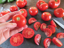 Tomate 'Bétalux'