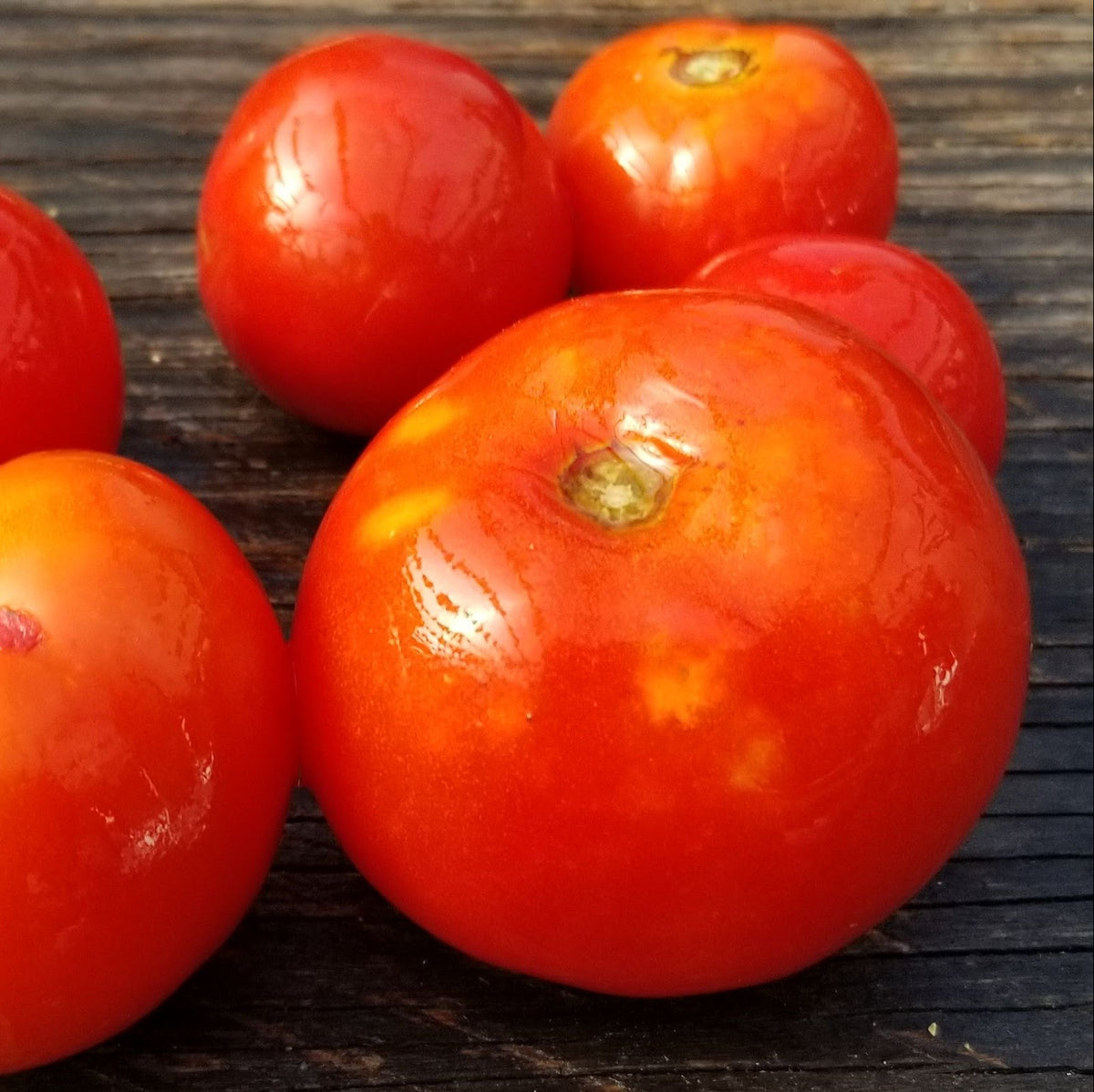Organic 'Bibor' Tomato