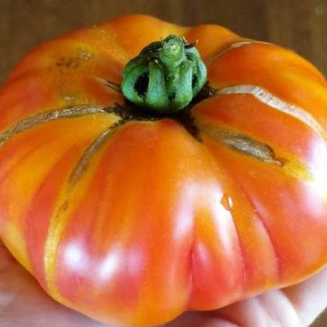 Organic 'Big Rainbow' Tomato