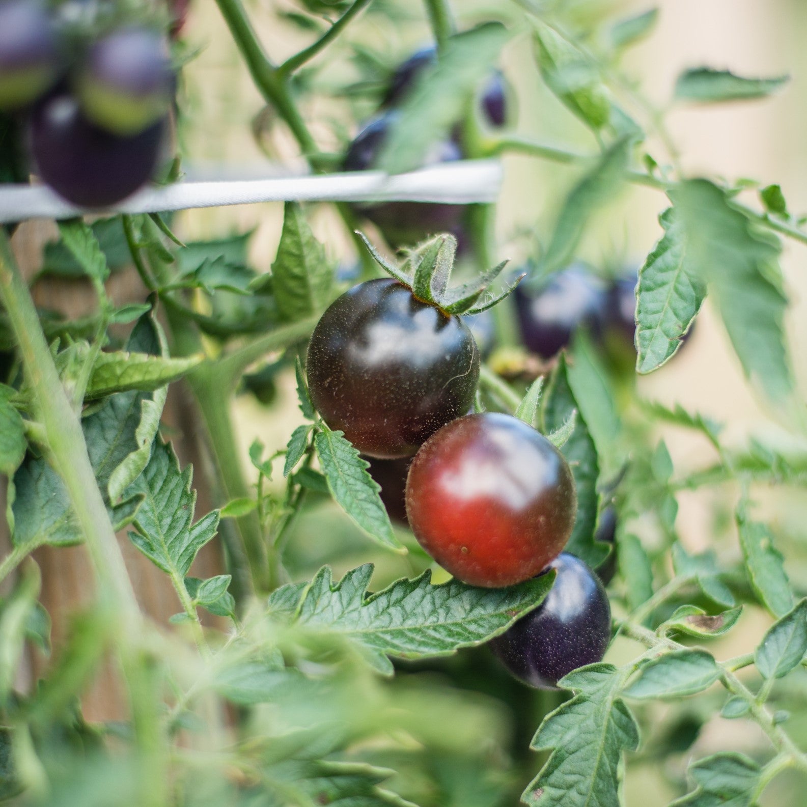 Tomate 'Black Cherry'