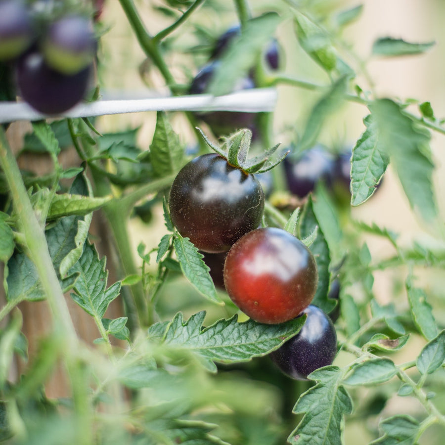 Tomate 'Black Cherry'