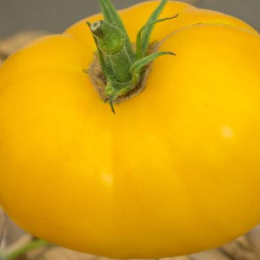 Organic 'White Quebec' Tomato