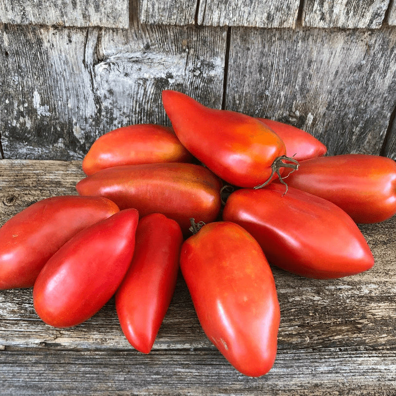 Organic 'Blue Beech' Tomato