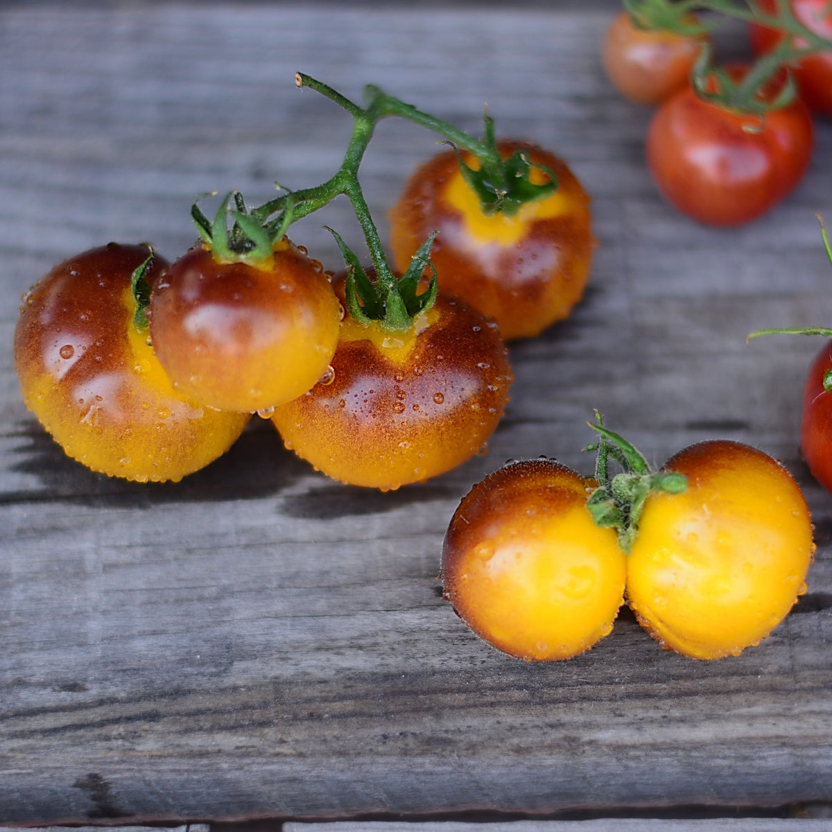 Organic 'Blue Gold' Tomato