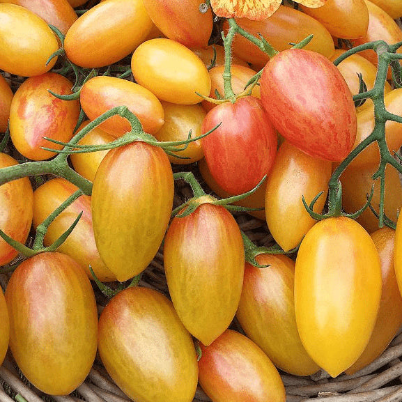 Organic 'Blush 2.0' Tomato