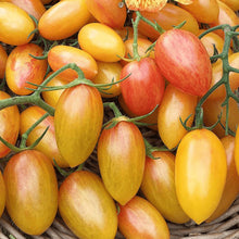 Organic 'Blush 2.0' Tomato