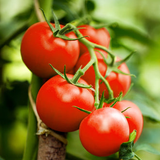 Une grappe de tomates rouges rondes pend au premier plan, avec des tiges vertes ramifiées et des sommets étoilés. Les fruits se regroupent à plusieurs niveaux et présentent des peaux lisses aux reflets pâles. Une tige plus épaisse se dresse derrière eux. Le feuillage vert forme un arrière-plan flou, laissant les contours des tomates centrales bien distincts.