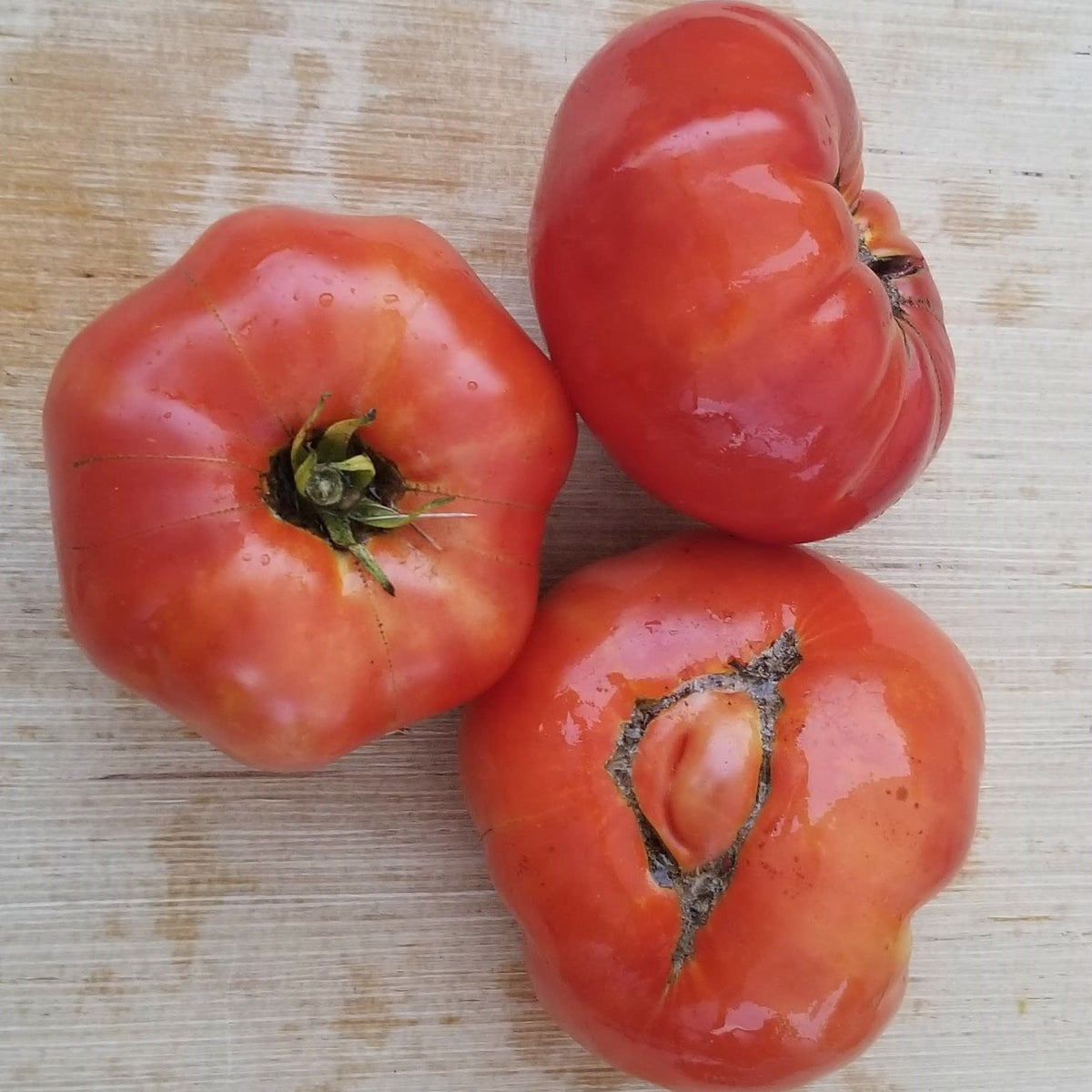 Organic 'Bonny Best' Tomato