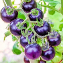 Organic 'Bosque Plum Blue' Tomato