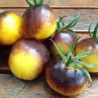 Organic 'Bosque Plum Mix' Tomato