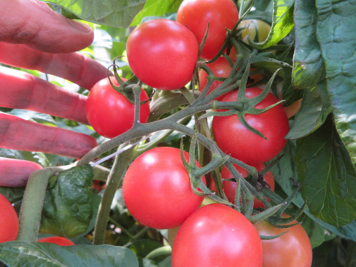 'Brandy Sweet Plum' Tomato