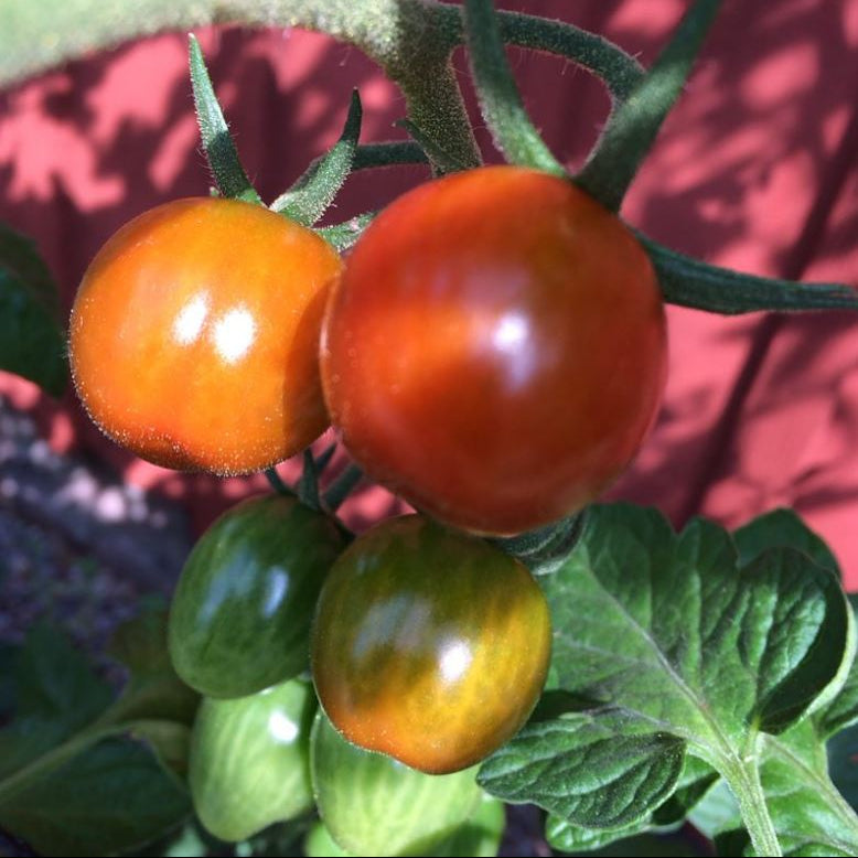 Organic 'Brandywine Cherry' tomato