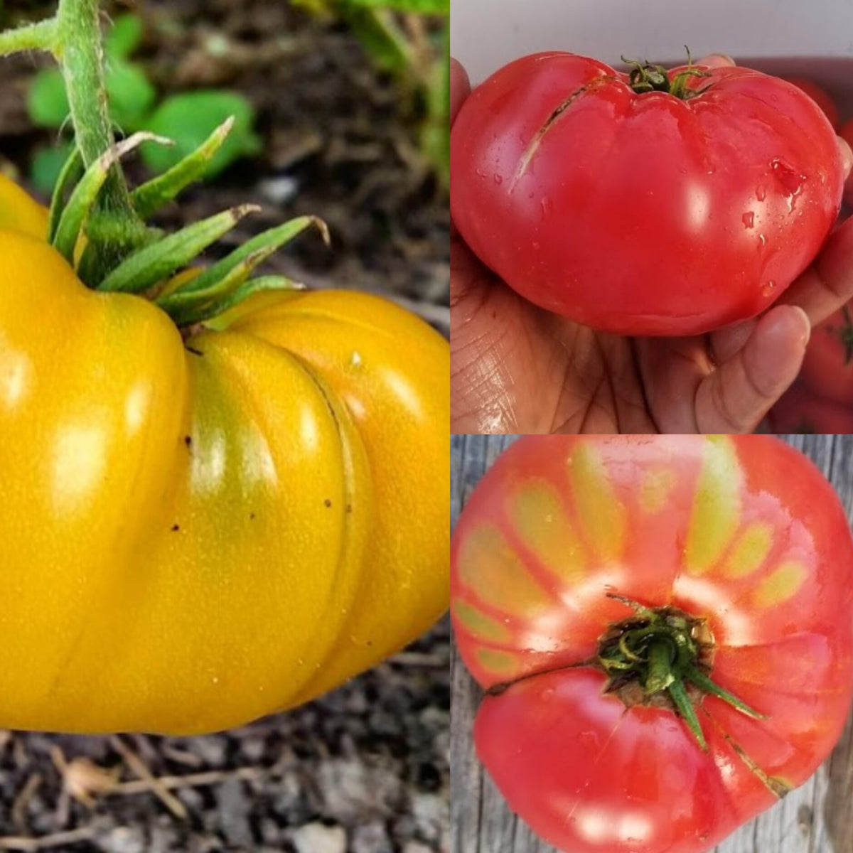 Organic 'Brandywine Mix' Tomato