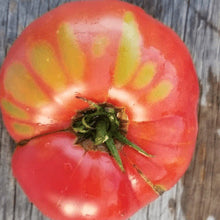 Organic 'Brandywine Mix' Tomato